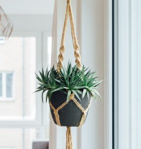 Home Hanging Plant
